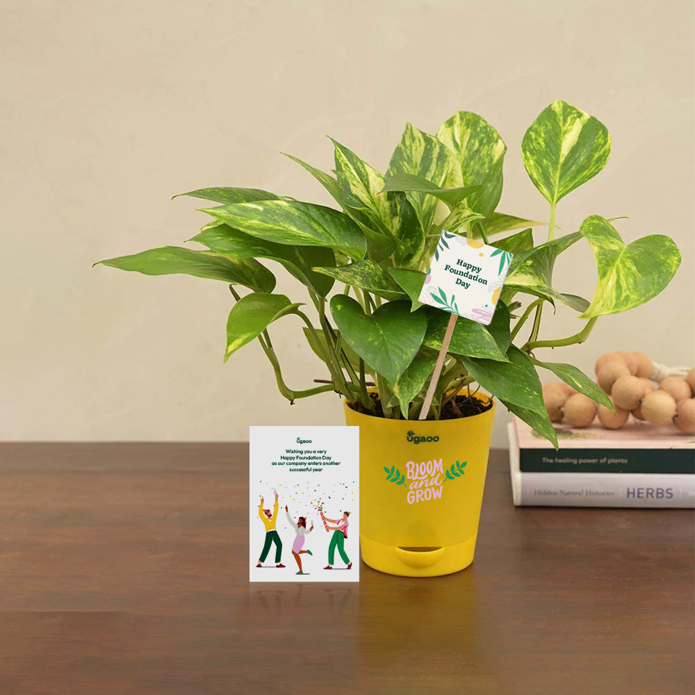 money plant gift ideas Money Plant Variegated Corporate Gift Hamper – Ugaoo