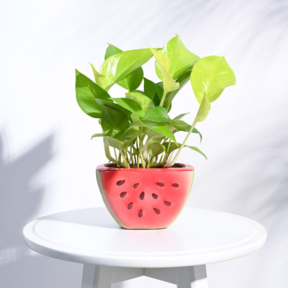 watermelon plant pot Watermelon Ceramic Planter (5.5 Inch Width) – Ugaoo