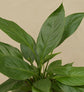 Peace Lily Plant For Environment Day Gifting