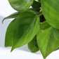 Philodendron Oxycardium Green Plant with GroPot