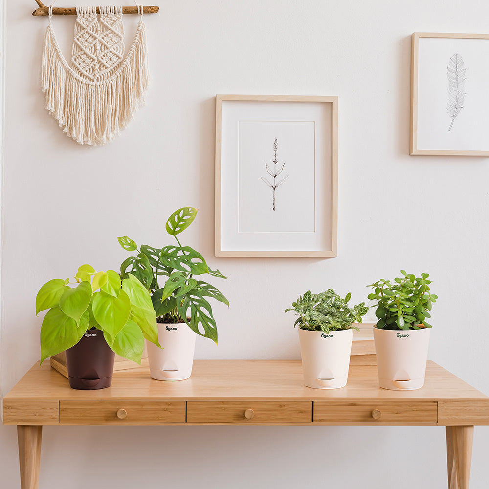 Indoor Plant Bundle: Fittonia, Jade Mini, Broken Heart, Philodendron Oxycardium Golden