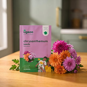 Chrysanthemum Mix Seeds