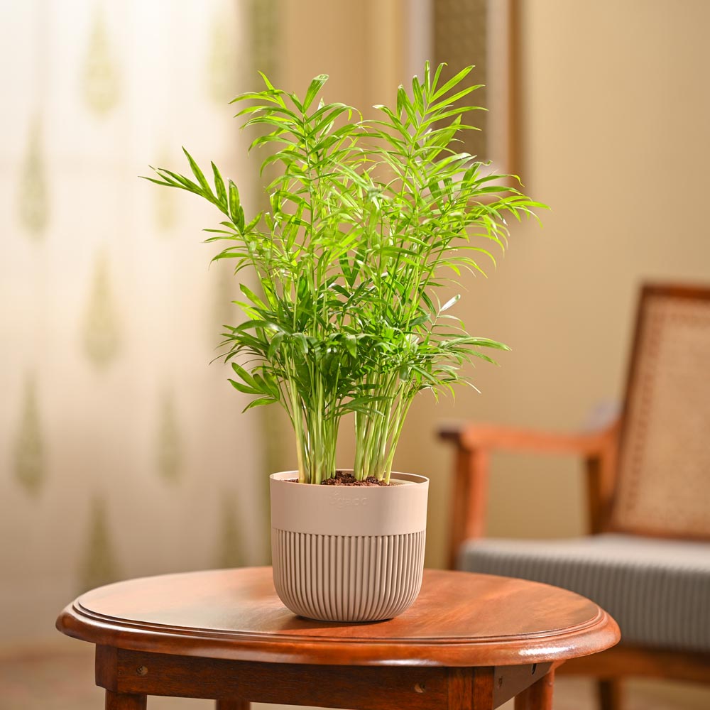 NUPL0849YRM