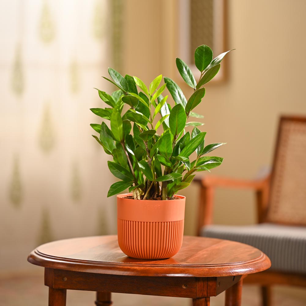 ZZ Plant