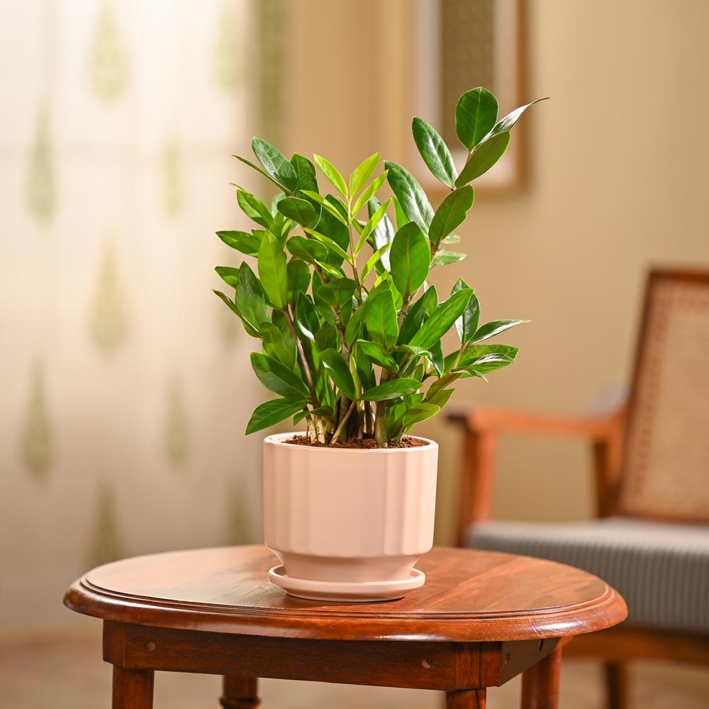 ZZ Plant