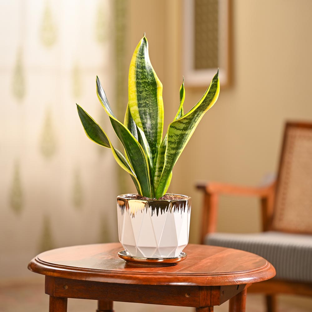 NUPL0393PWG