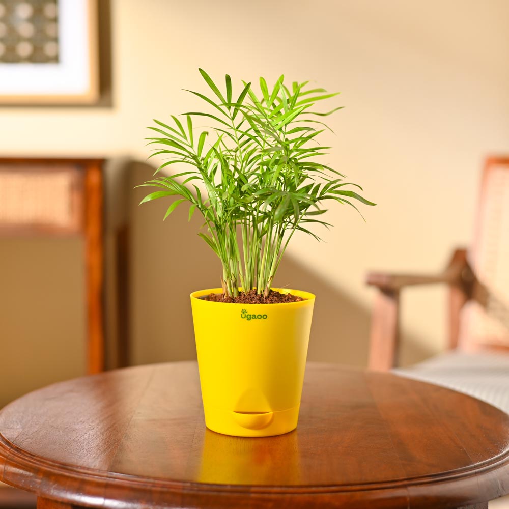 Bamboo Palm Plant