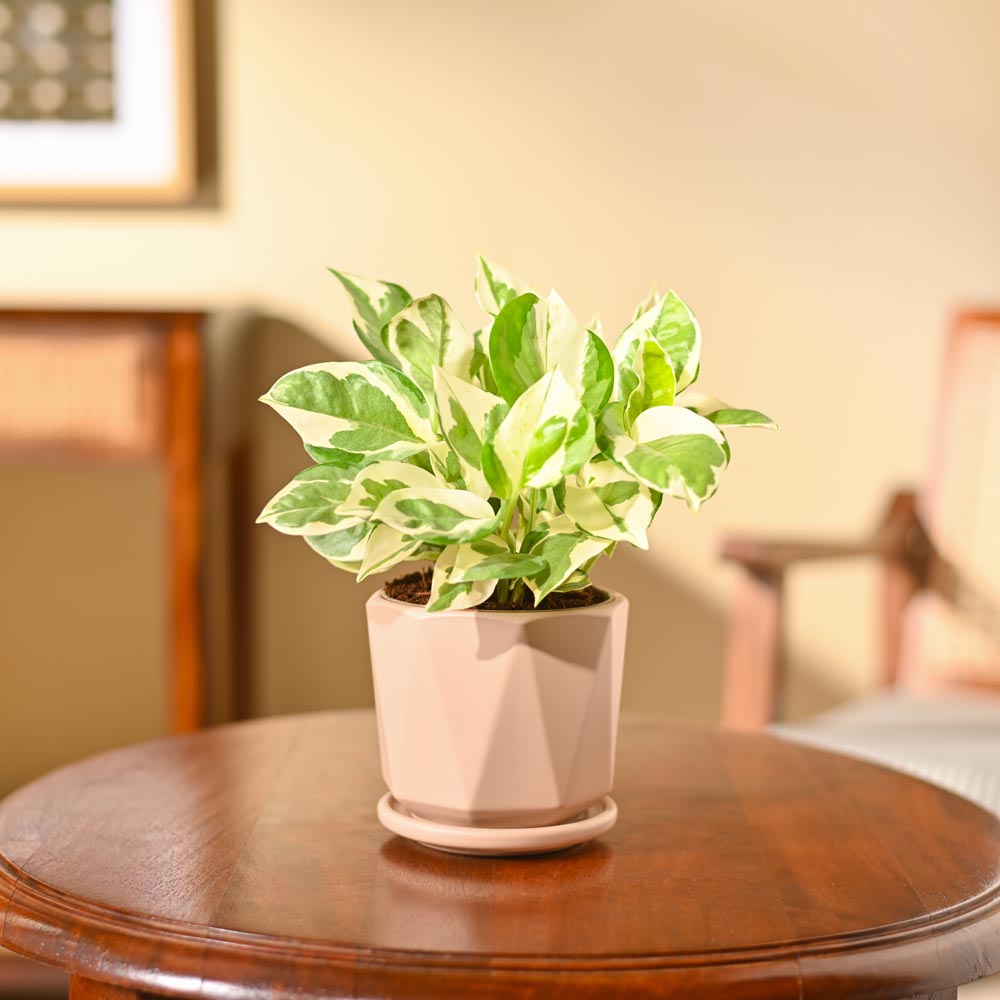 Money Plant N&