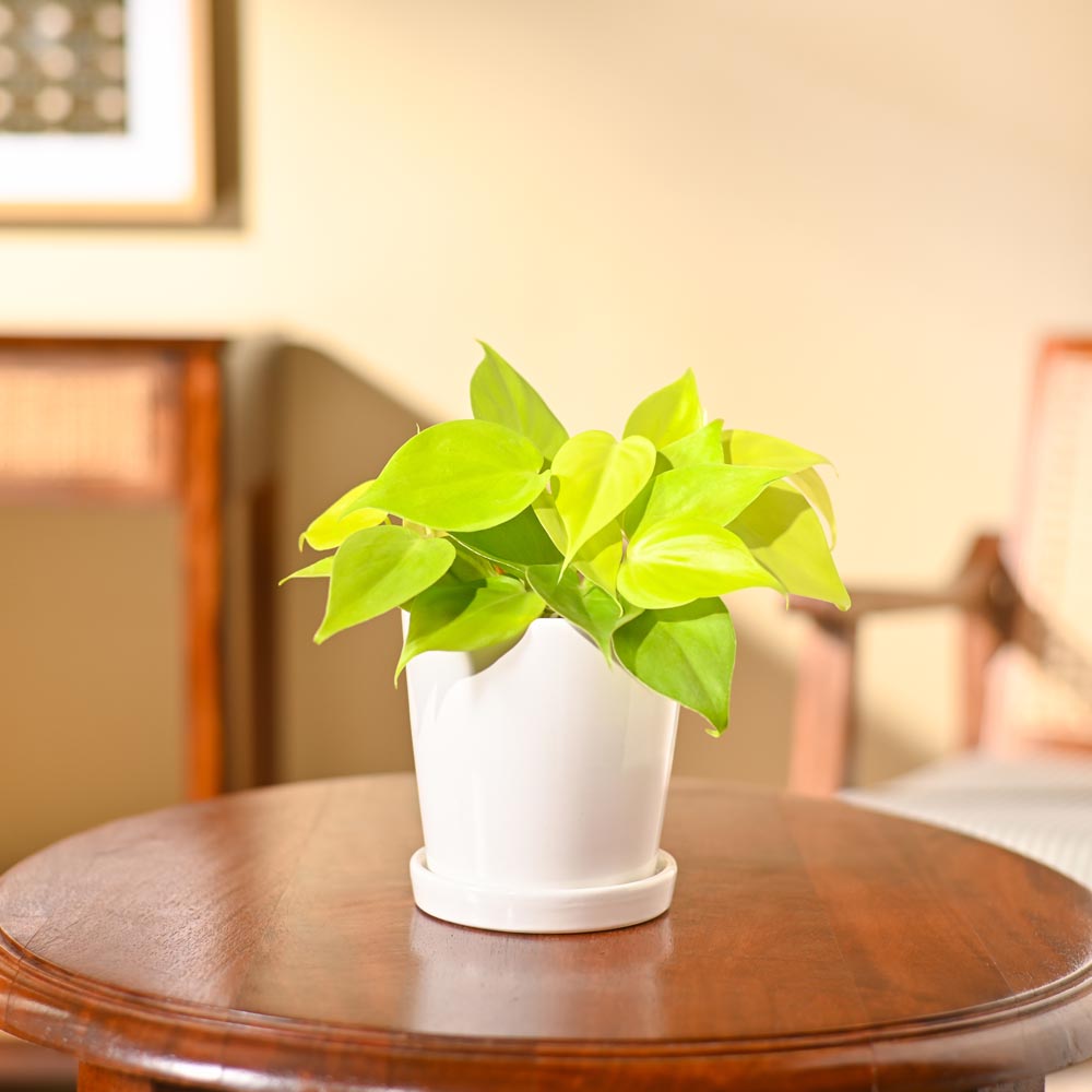 Philodendron Oxycardium Golden Plant