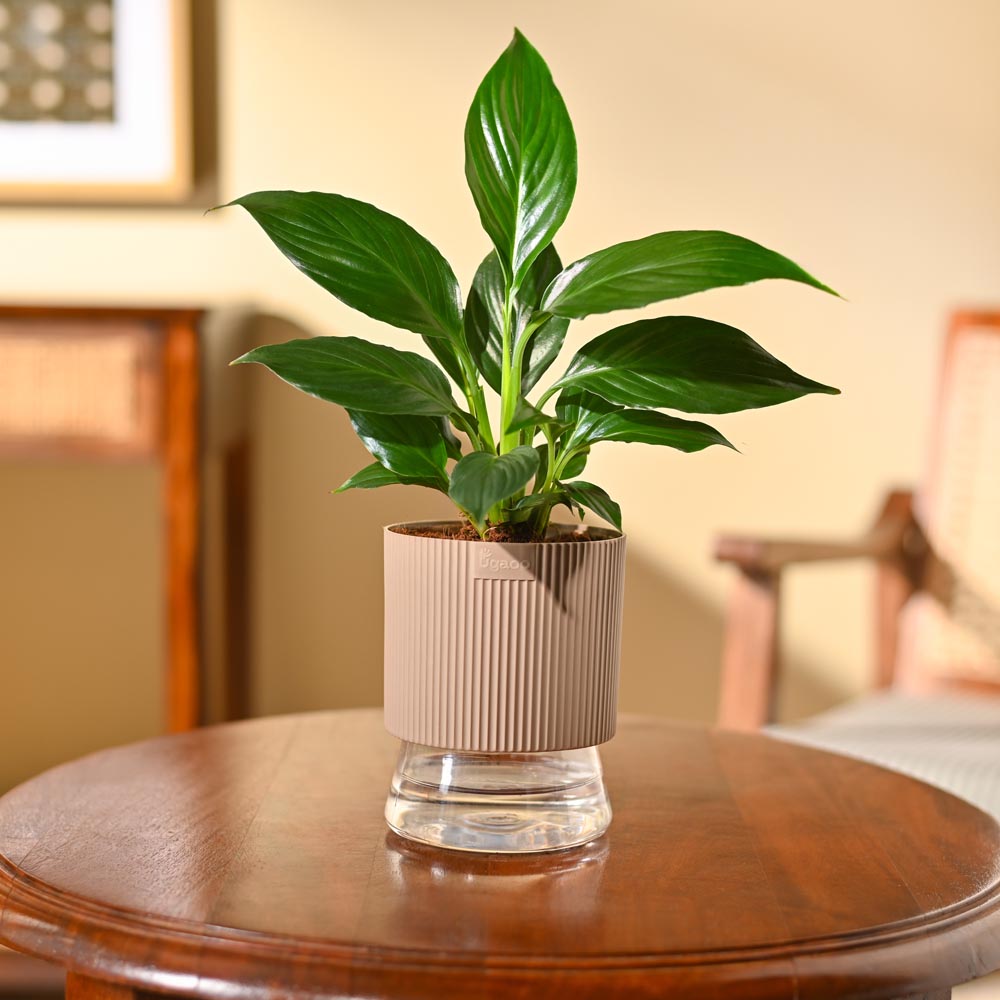 Peace Lily Plant