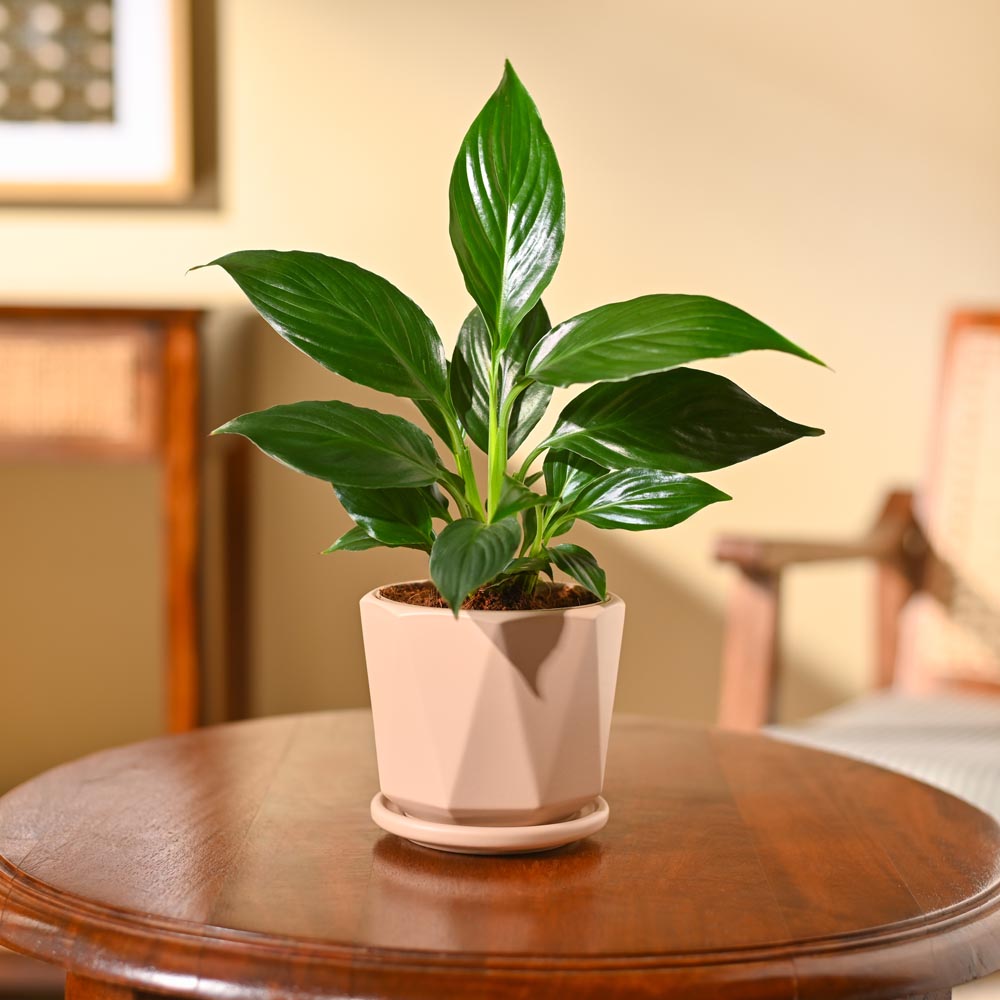 Peace Lily Plant