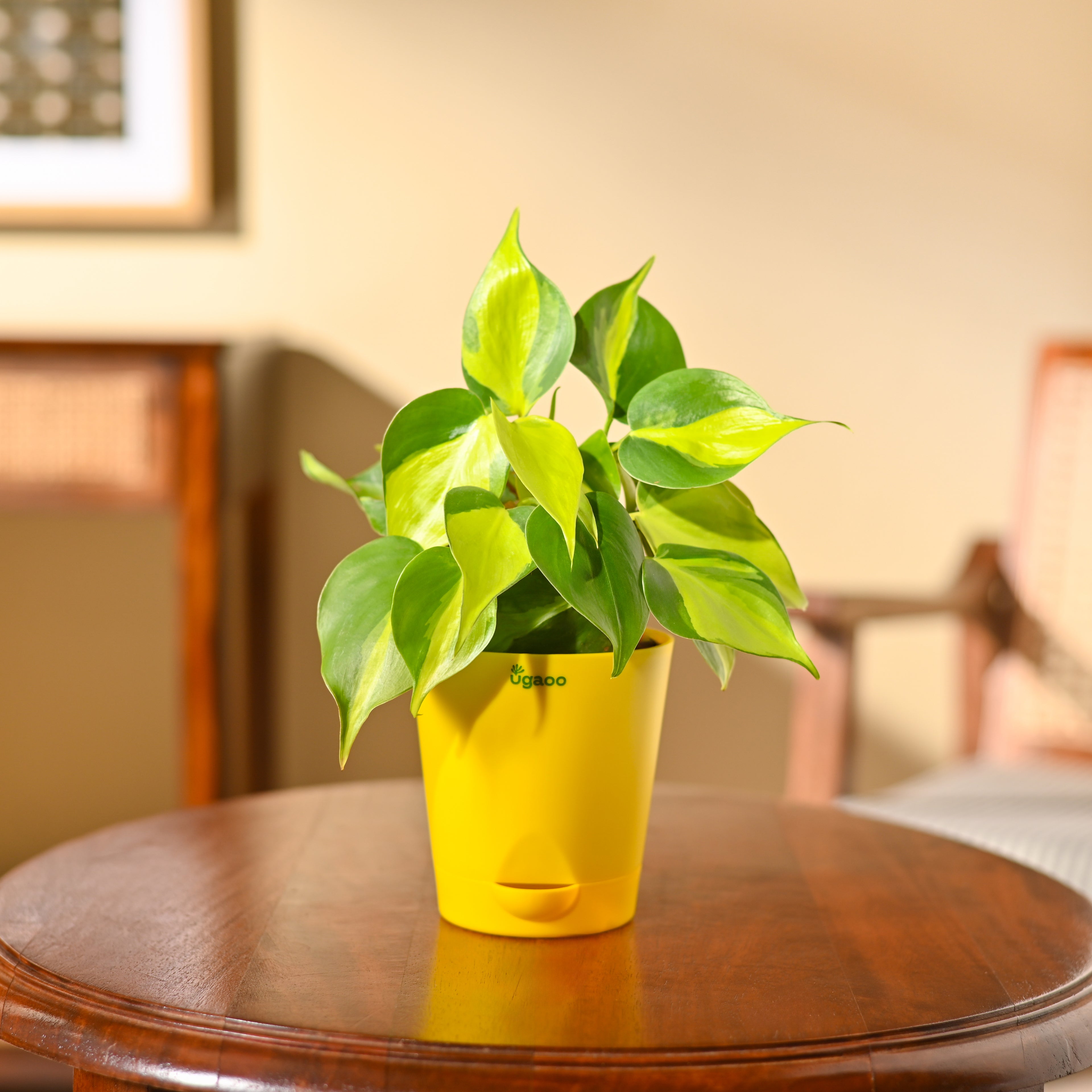 Philodendron Brasil Plant