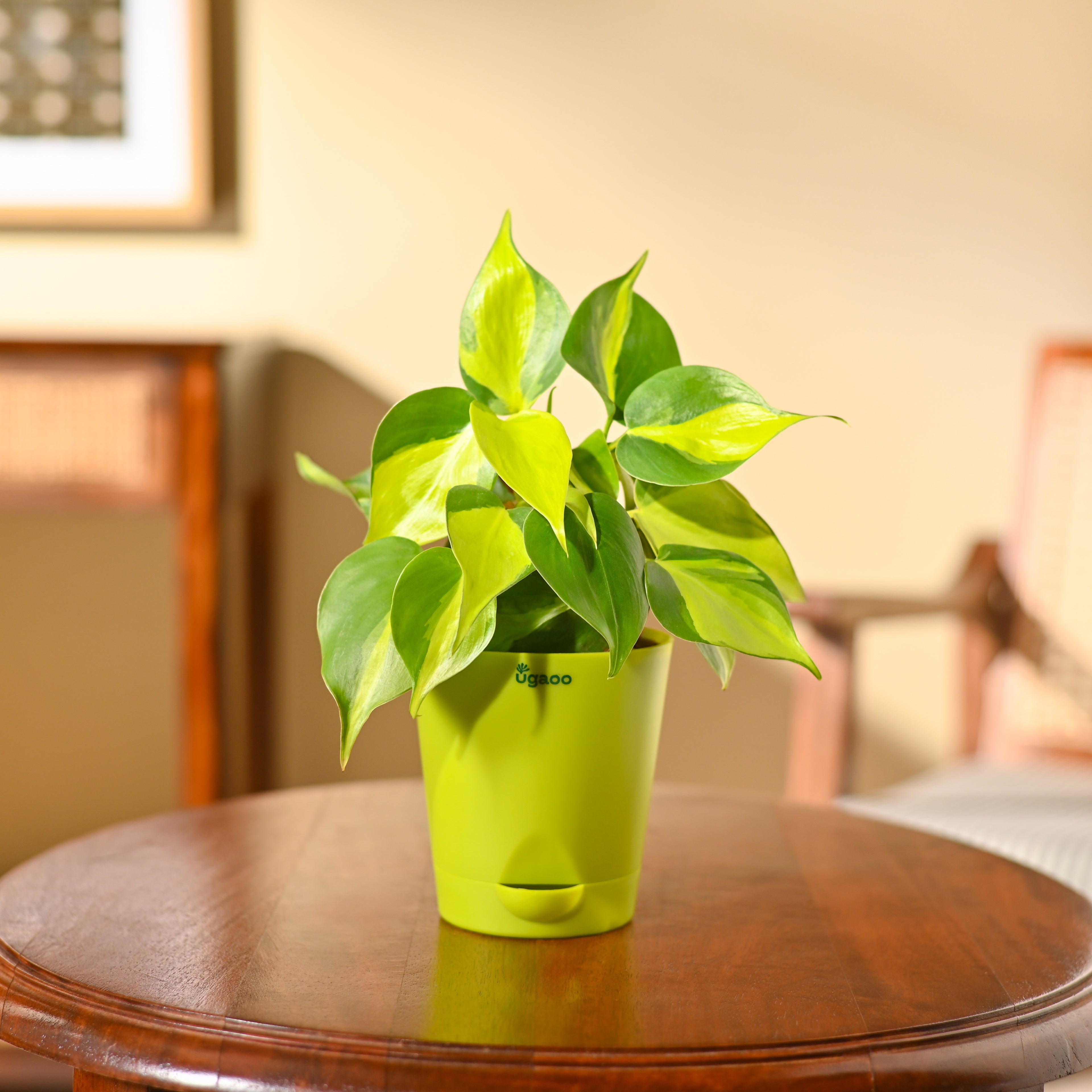 Philodendron Brasil Plant
