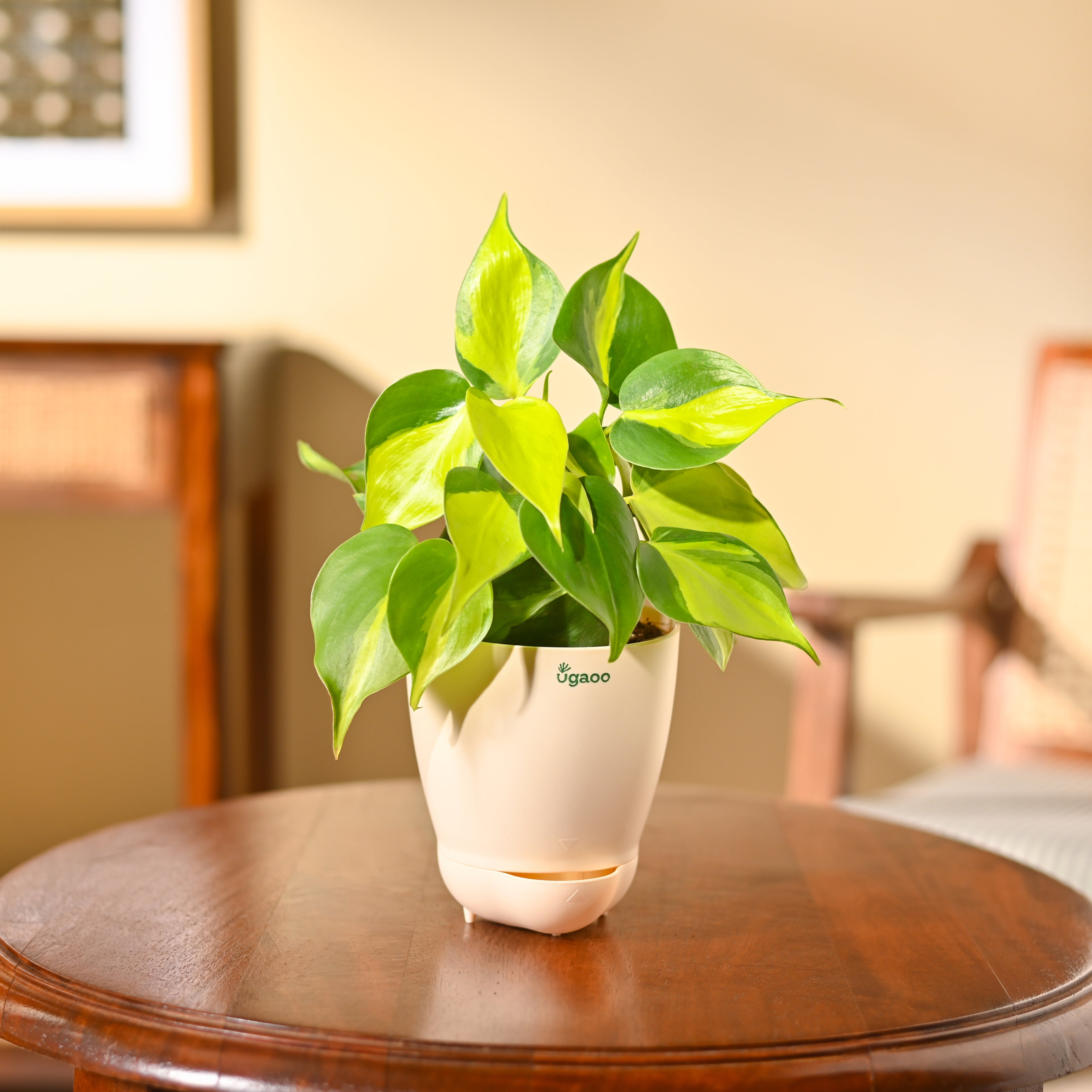 Philodendron Brasil Plant