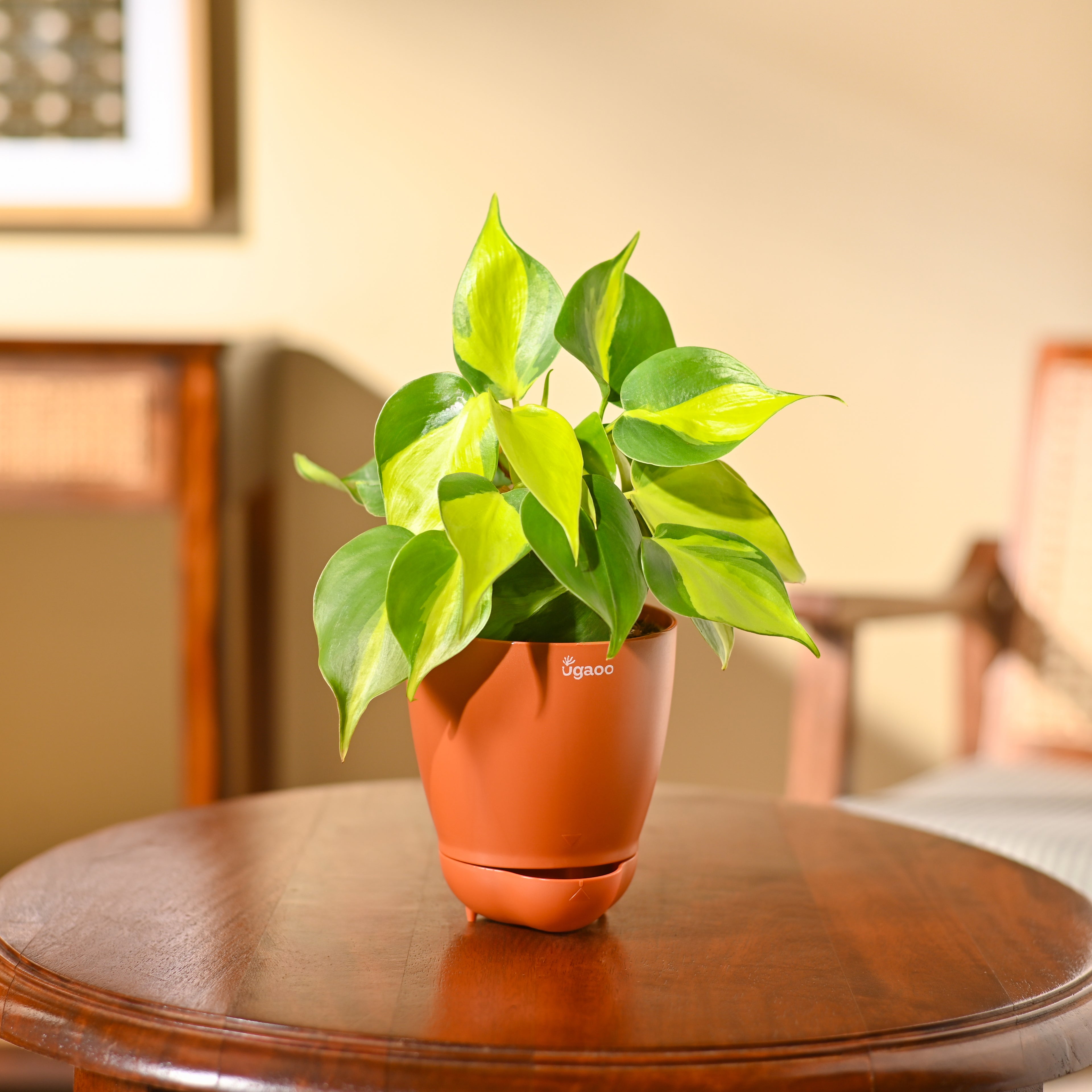 Philodendron Brasil Plant