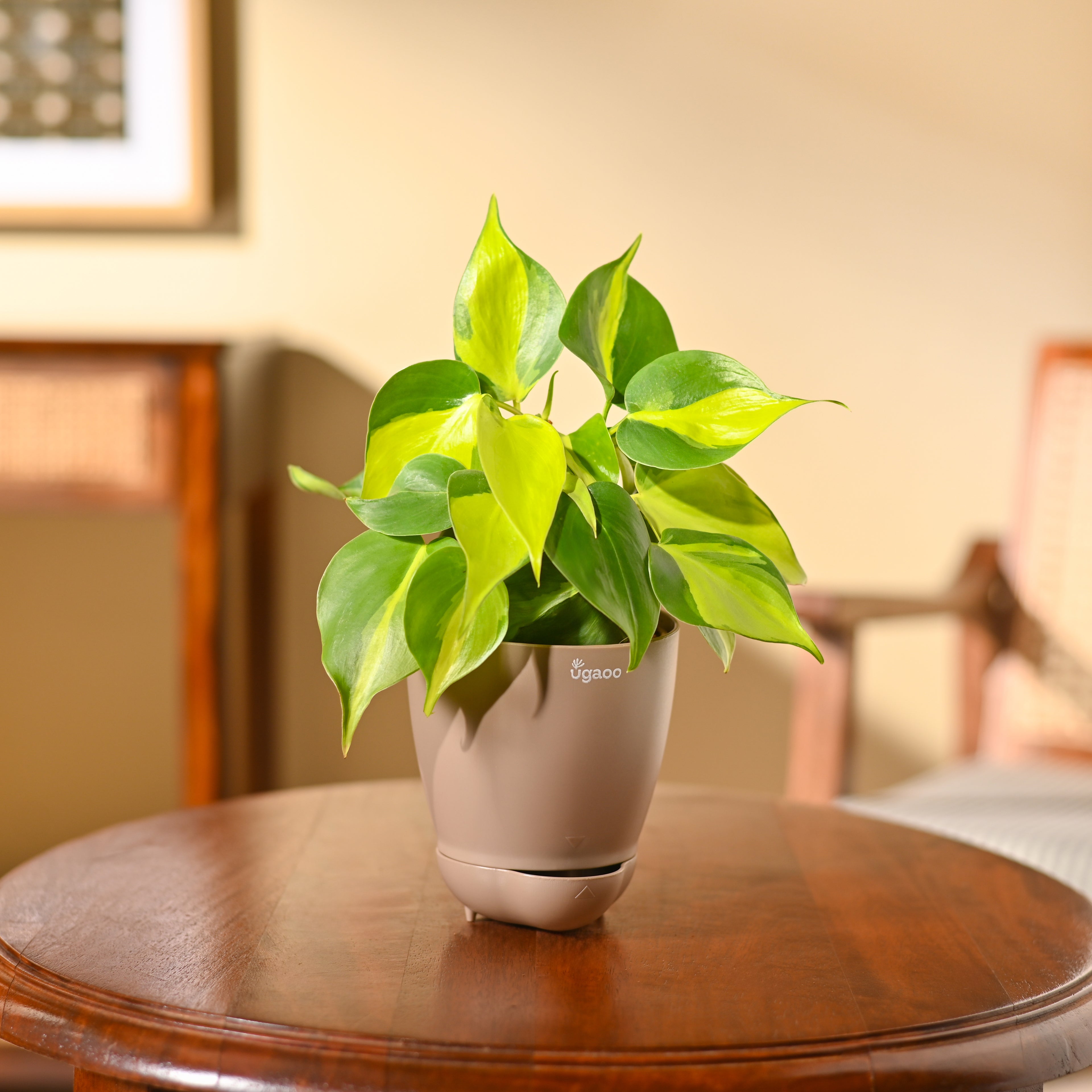 Philodendron Brasil Plant