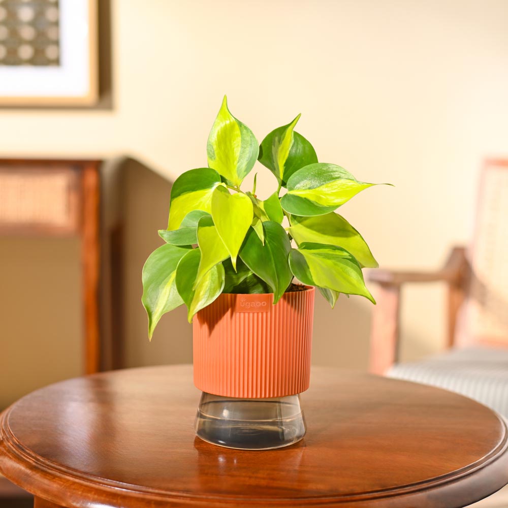 Philodendron Brasil Plant