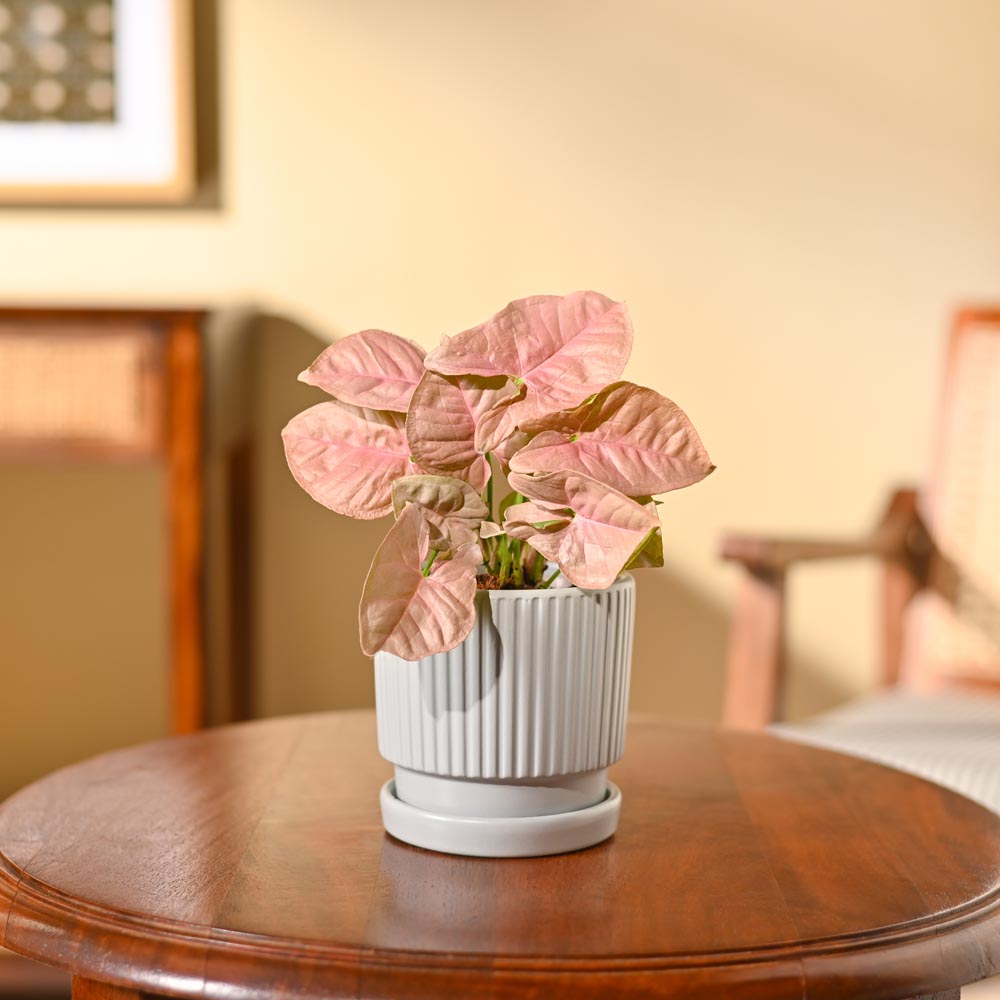 Syngonium Pink Plant