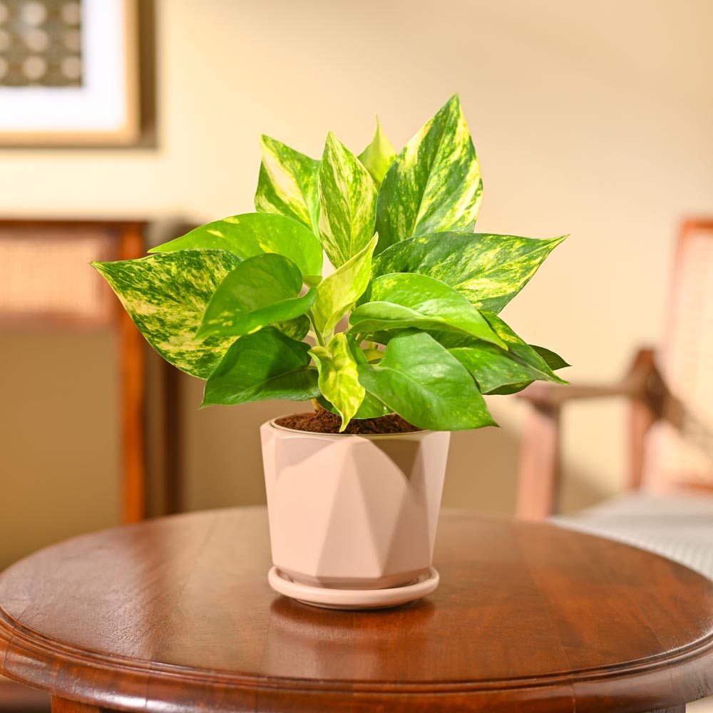 Money Plant Variegated