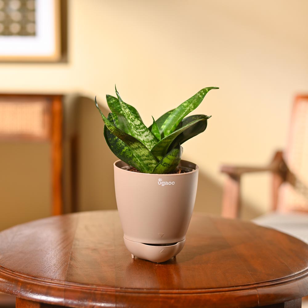Snake Plant - Green