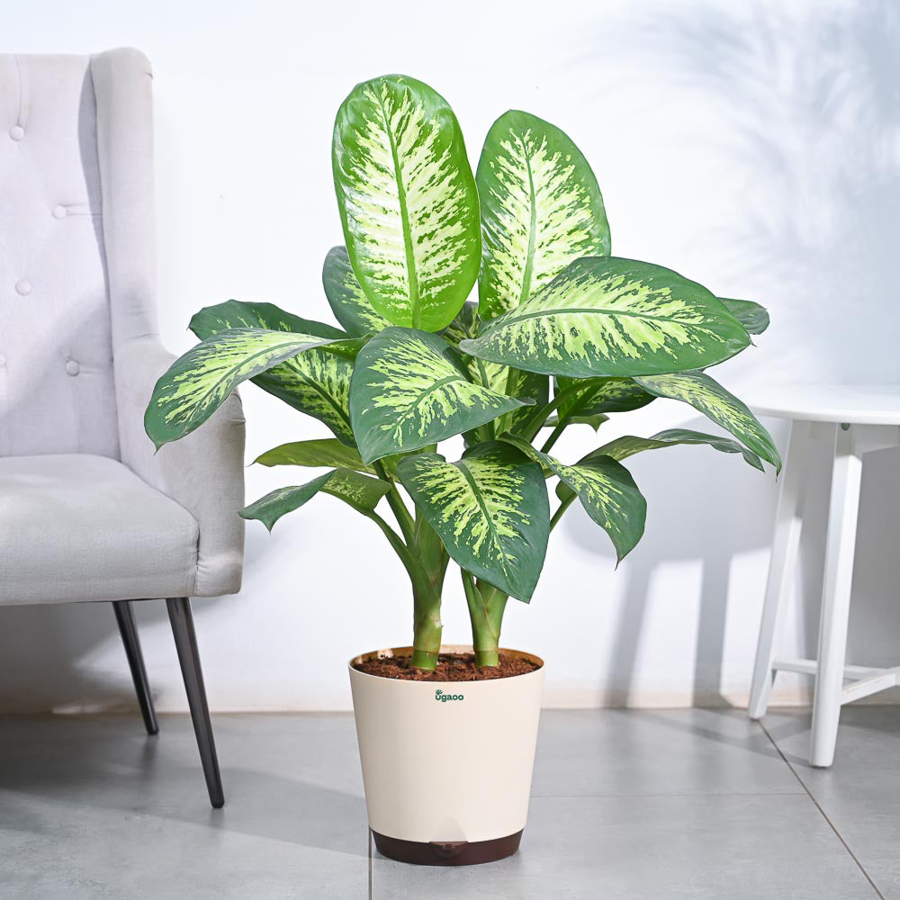 dieffenbachia seguine tropic snow Dieffenbachia Tropic Snow for Sale- XL Tropical Plant with Snowflake-like Variegations – Ugaoo