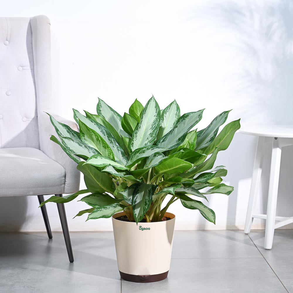 aglaonema benefits and side effects Buy Aglaonema Manila Beauty XL Plant: Elevate Your Space with Elegance – Ugaoo