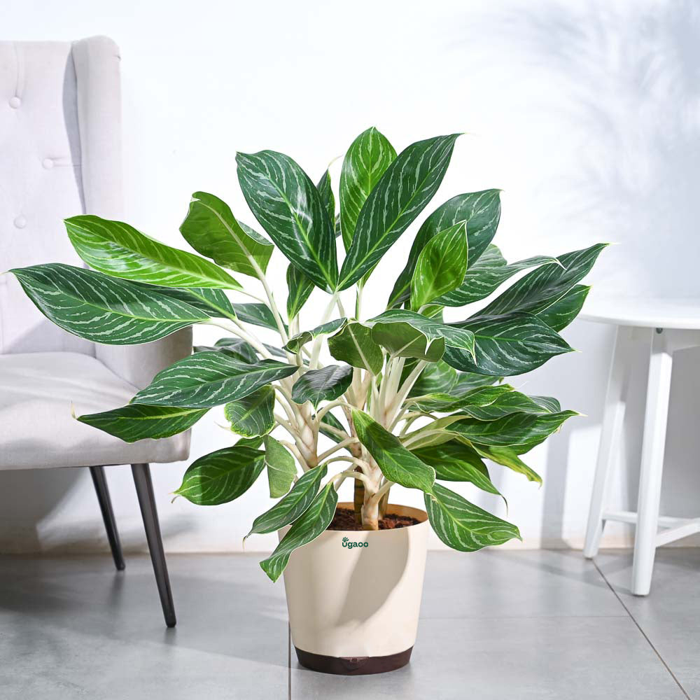 aglaonema silver stripe Aglaonema Stripes Plant