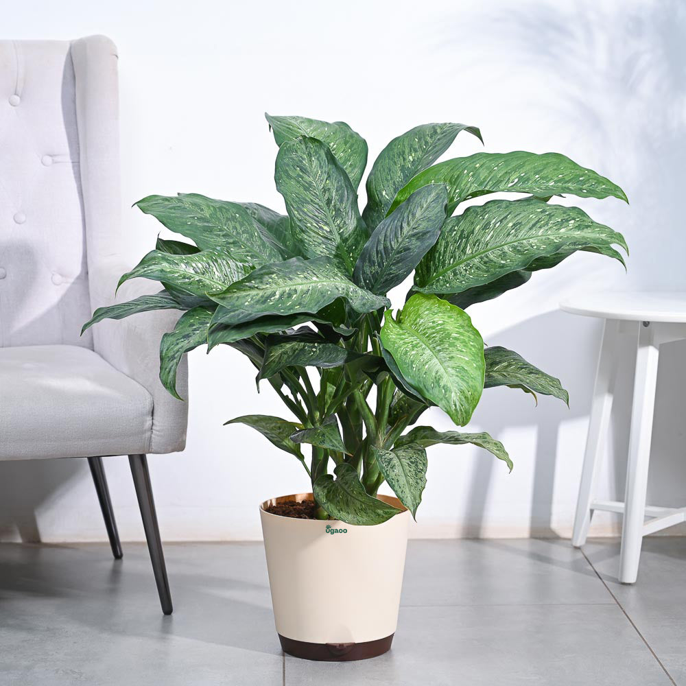 dieffenbachia plant vastu Dieffenbachia Plant XL