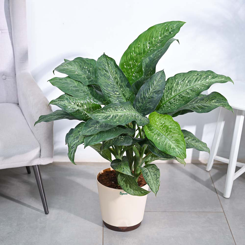 Dieffenbachia Plant XL