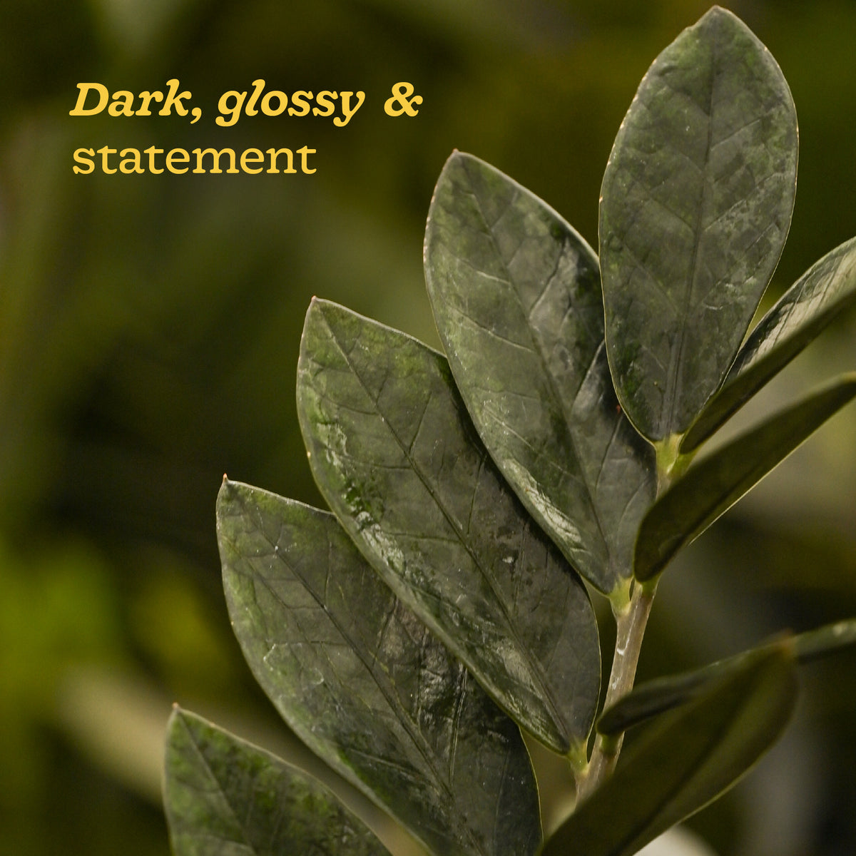 ZZ Black Plant - XL
