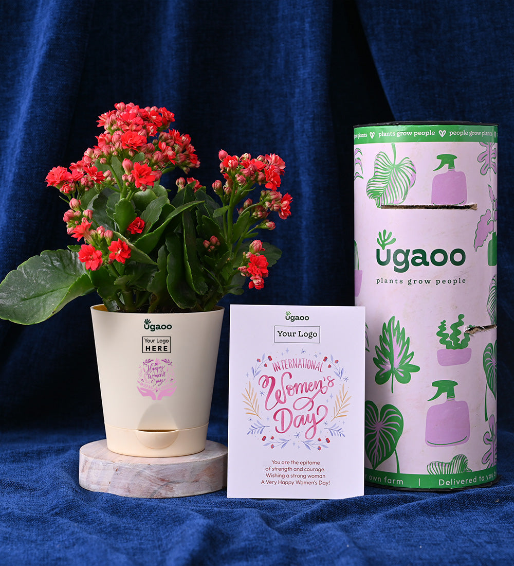 Kalanchoe Red & Plantable Calendar For Women&