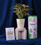 Syngonium Pink Plant For Women&
