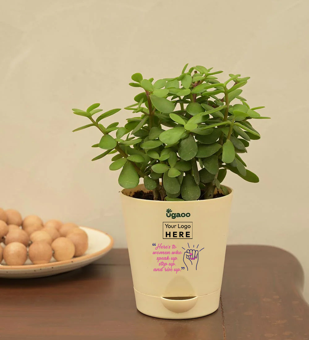 jade plant gift ideas Jade Plant Mini