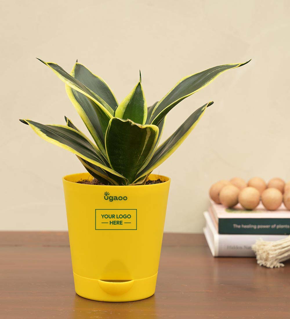 golden vs green snake plant Snake Plant