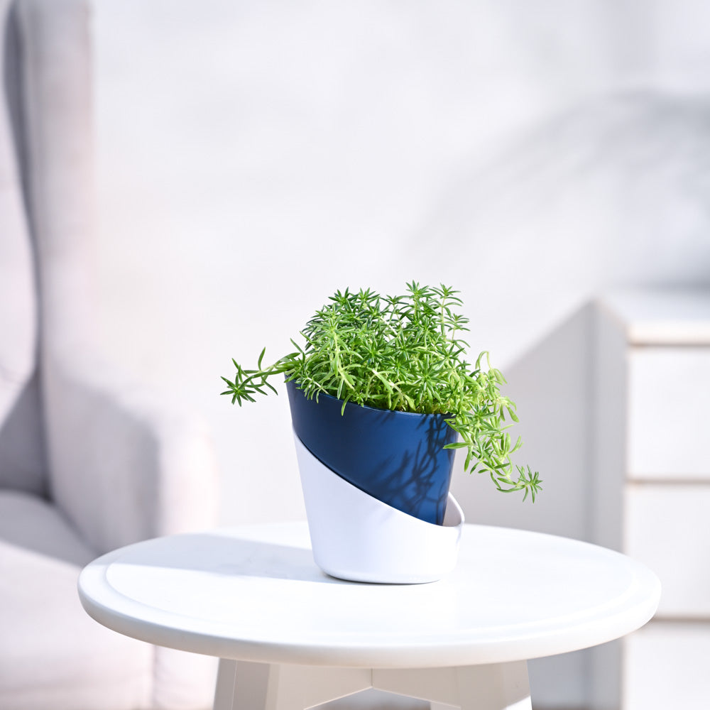 Atlantis_Midnight_Blue_&_White