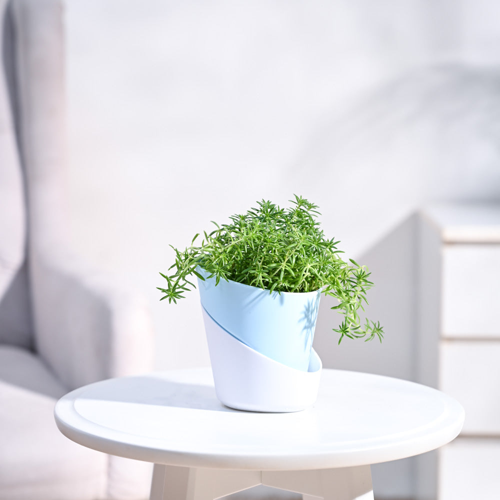 Atlantis_Pastel_Blue_&_White