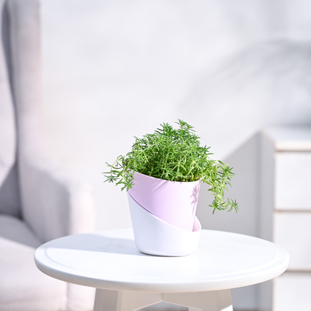 Atlantis_Pastel_Pink_&_White