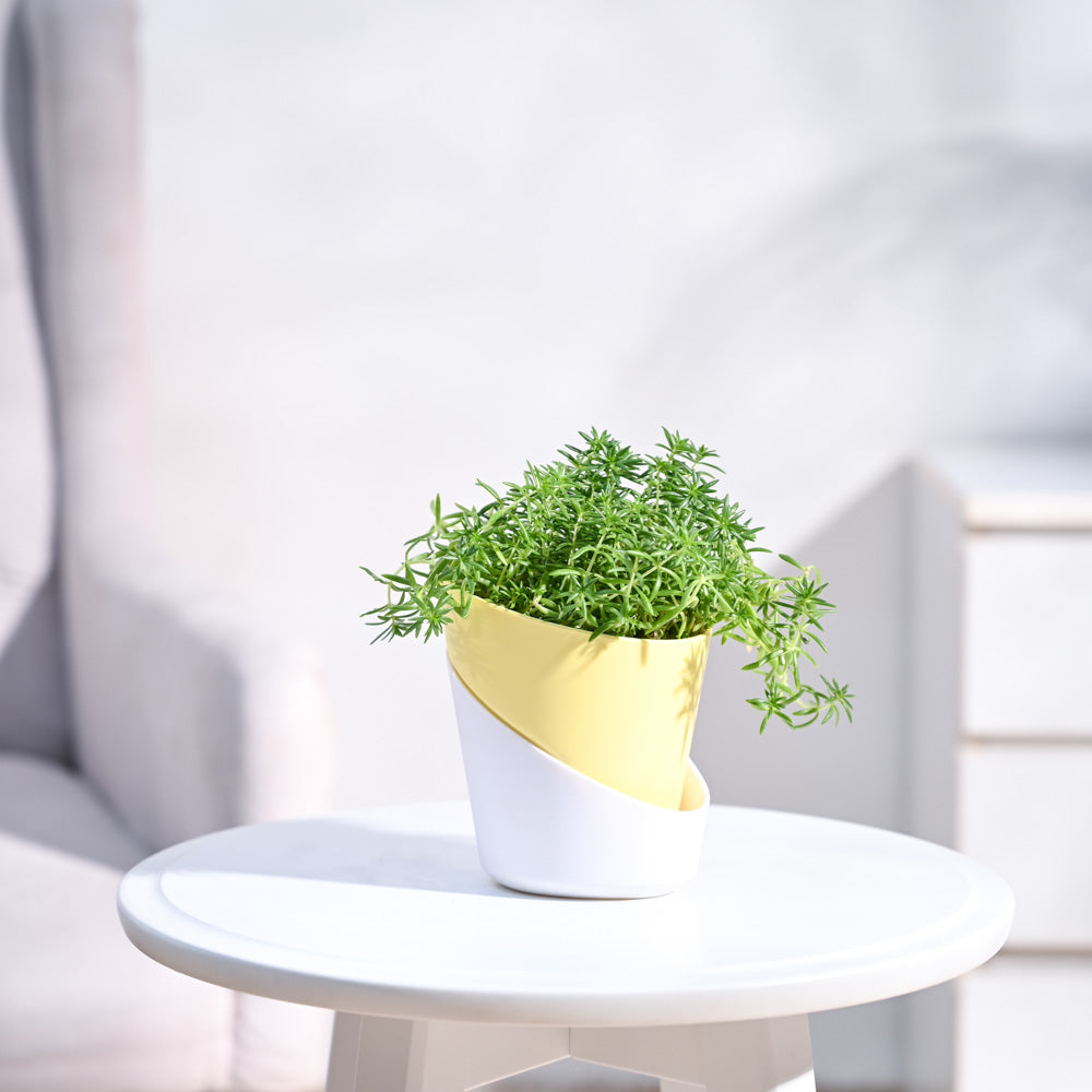 Atlantis_Pastel_Yellow_&_White