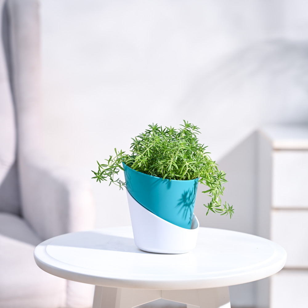 Atlantis_Teal_&_White