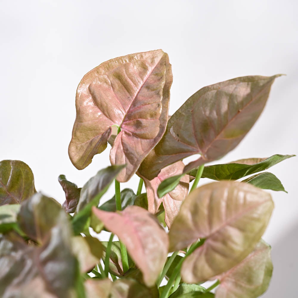 Krish_White_Self_Watering_Planter