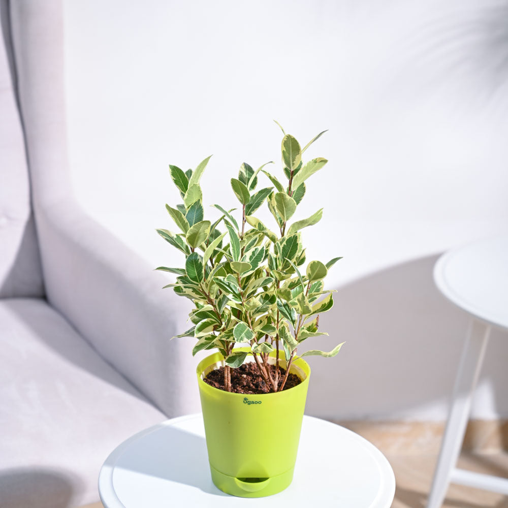 GrailCeramicPotPeachNUPL0458GPC