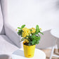 Ixora (Rugmini) Plant - Yellow