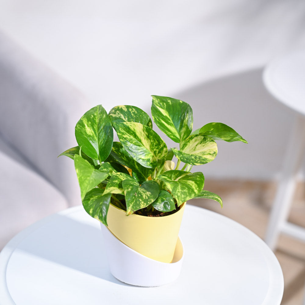 krish-pot_yellow
