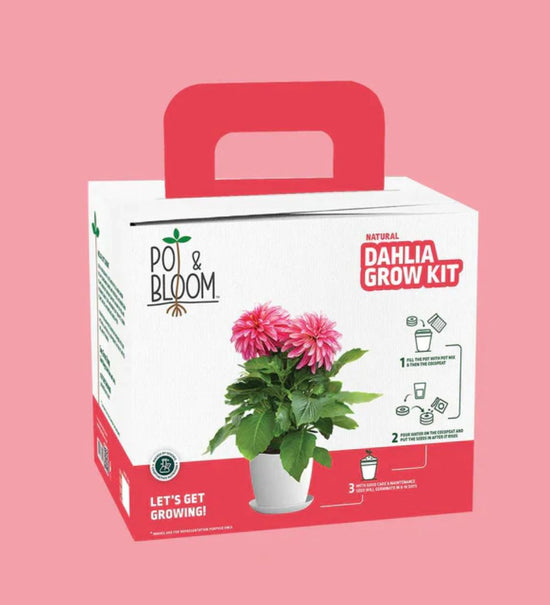Dahlia Grow Kit