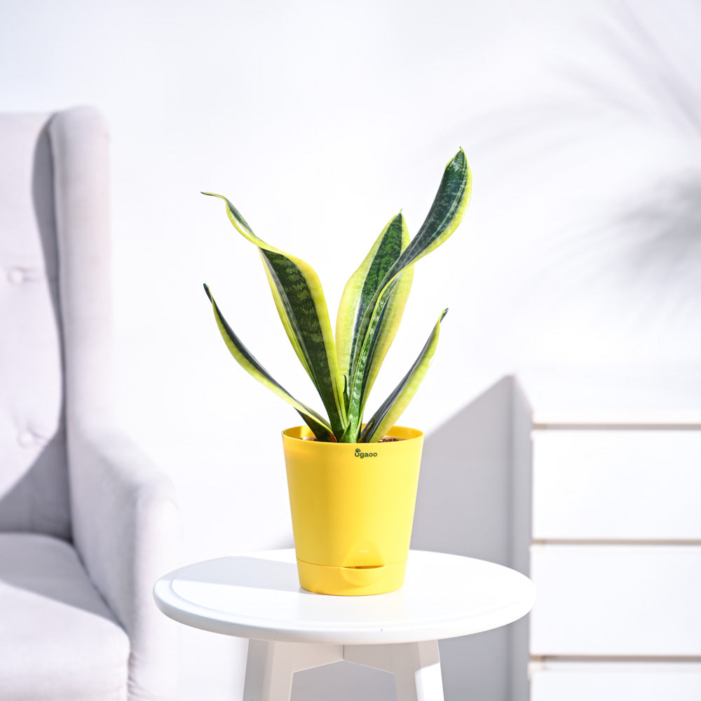 Buy Premium Futura Superba Snake Plant Safe home delivery Ugaoo