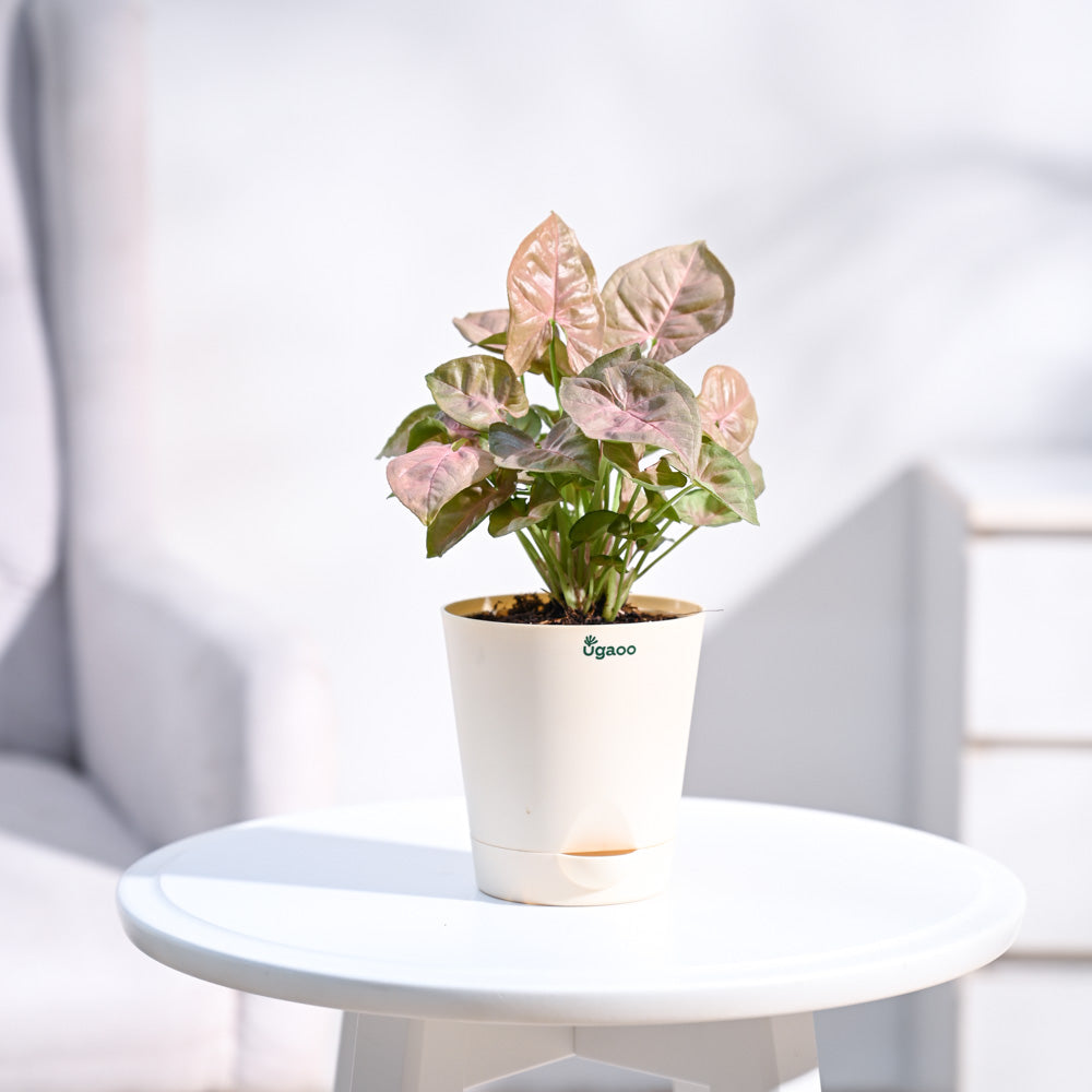 Krish_Ivory_Self_Watering_Planter