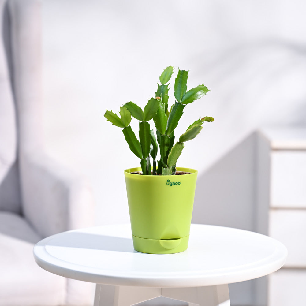 Krish_Light_Green_Self_Watering_Planter