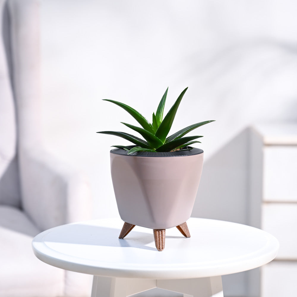 Lagos_Planter__Mocca