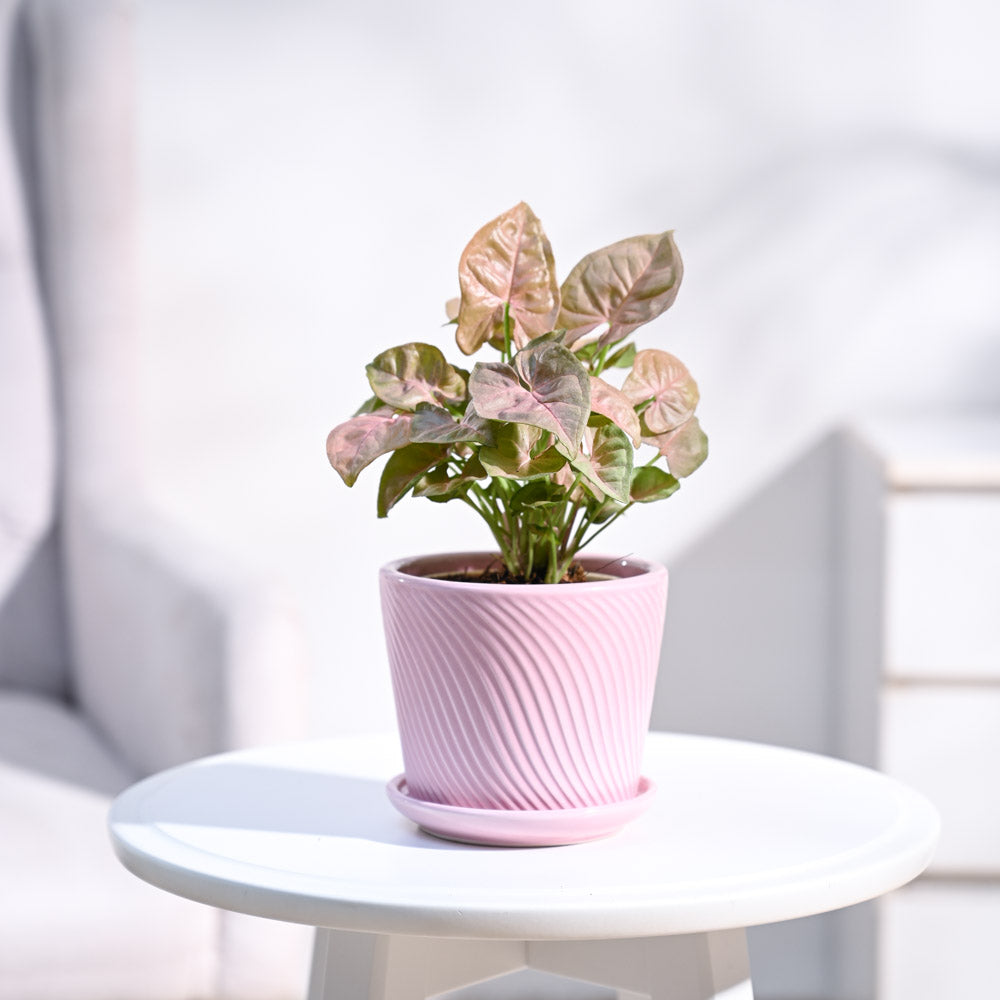 Spiro_Pot__Pink_4_Inch