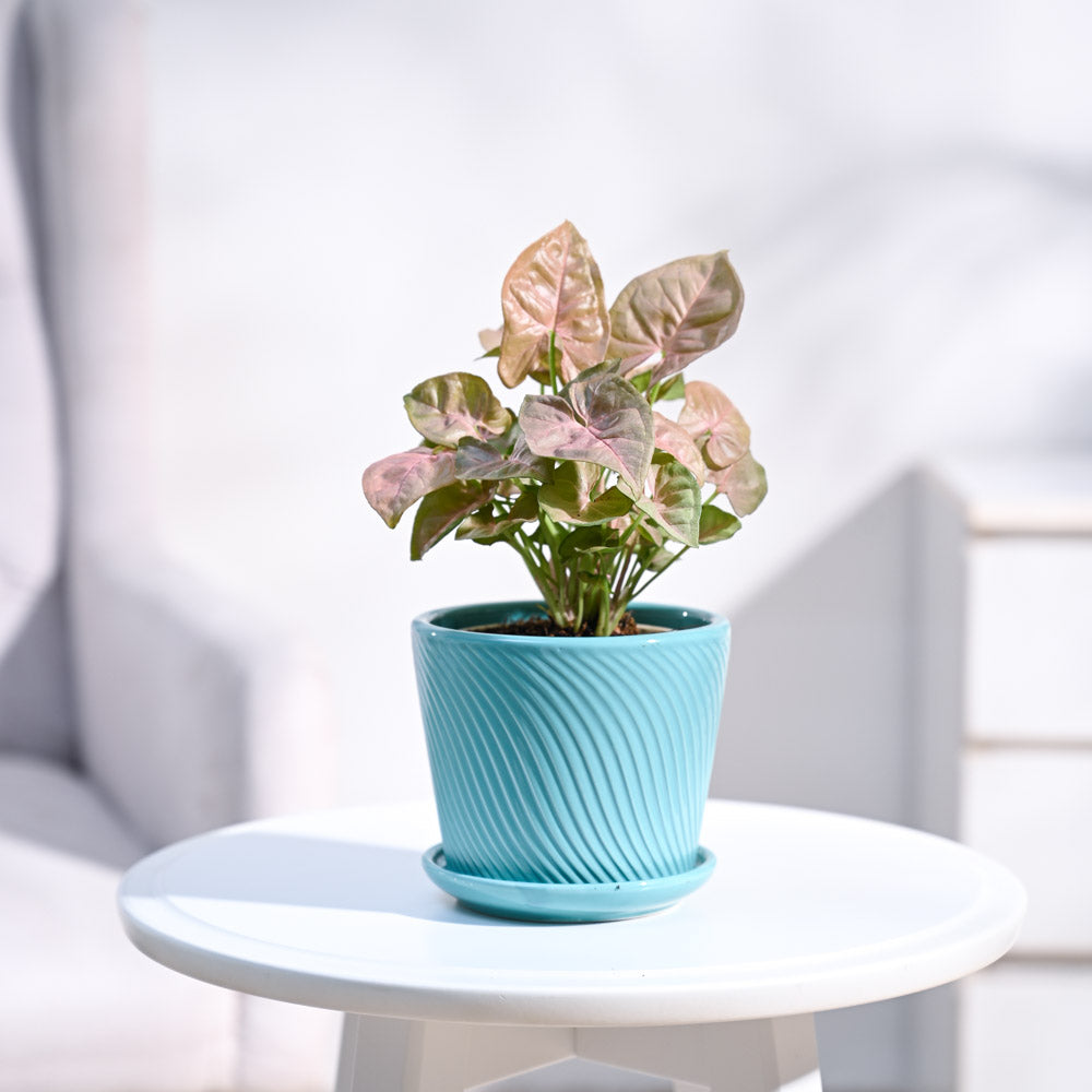 Spiro_Pot__Turquoise_Blue